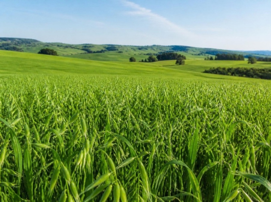 Pradera de avena verde en primavera