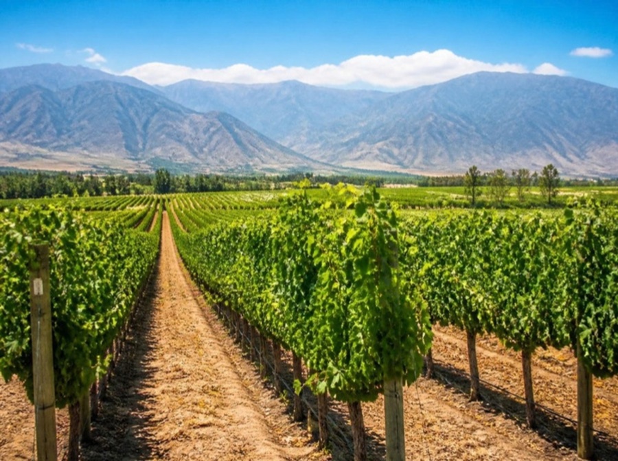 Hileras de viñedo verde con la cordillera al fondo